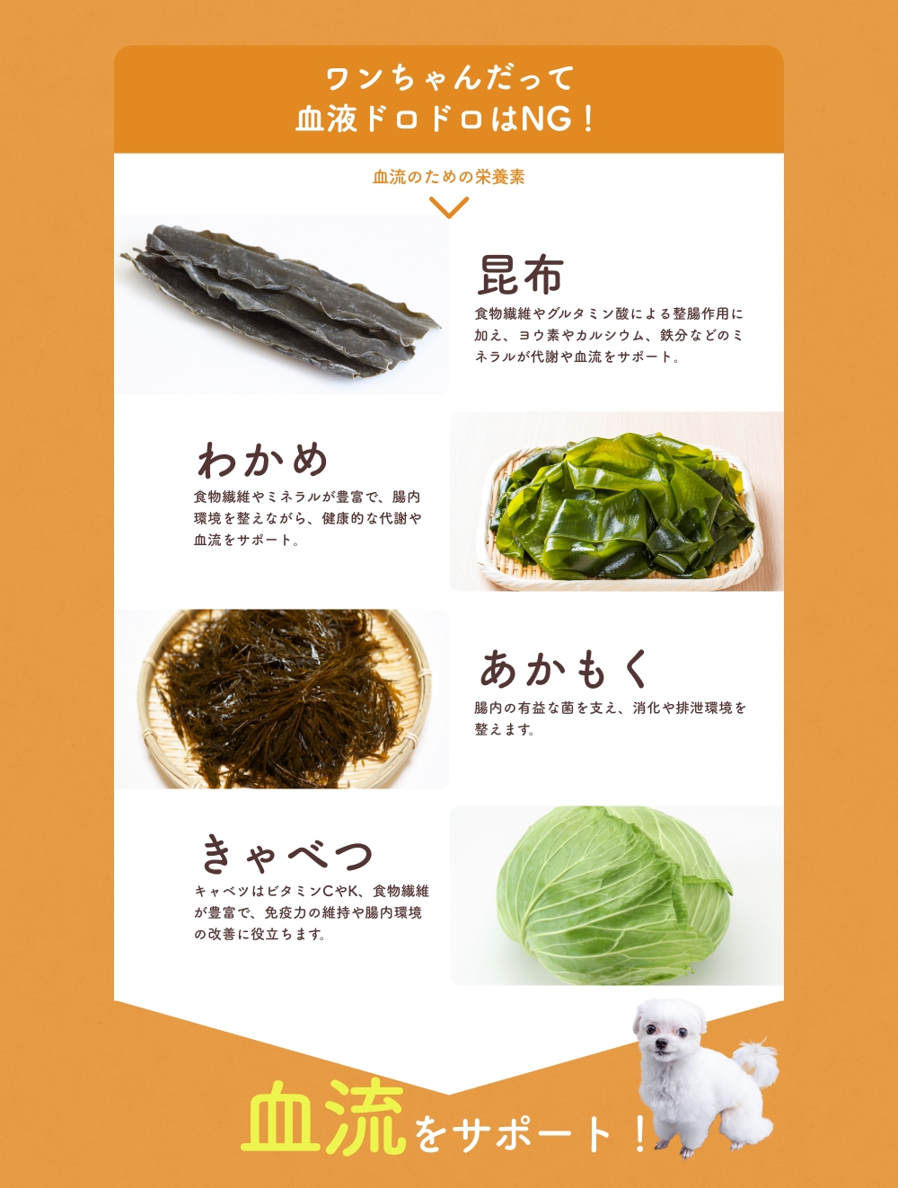 ワンちゃんだって血液ドロドロはNG！
      昆布 / わかめ / あかもく / きゃべつ が血流をサポート！